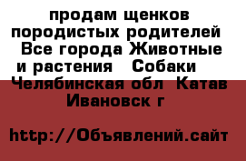 продам щенков породистых родителей - Все города Животные и растения » Собаки   . Челябинская обл.,Катав-Ивановск г.